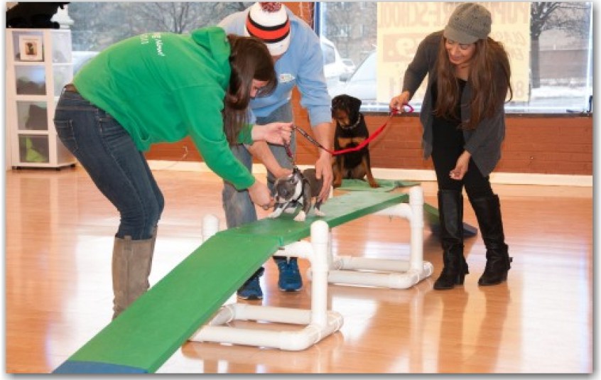 Dog Training Schaumburg, IL Dog Training Now