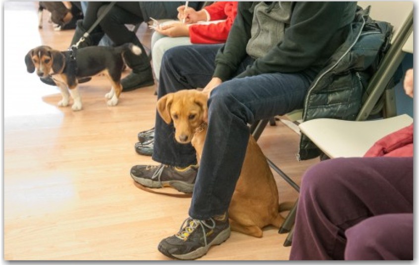 Dog Training Schaumburg, IL Dog Training Now