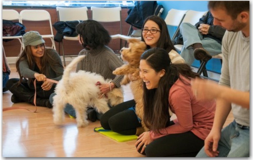 Dog Training Schaumburg, IL Dog Training Now