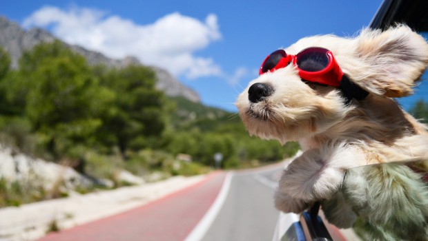 Benefits of Traveling with Your Puppy