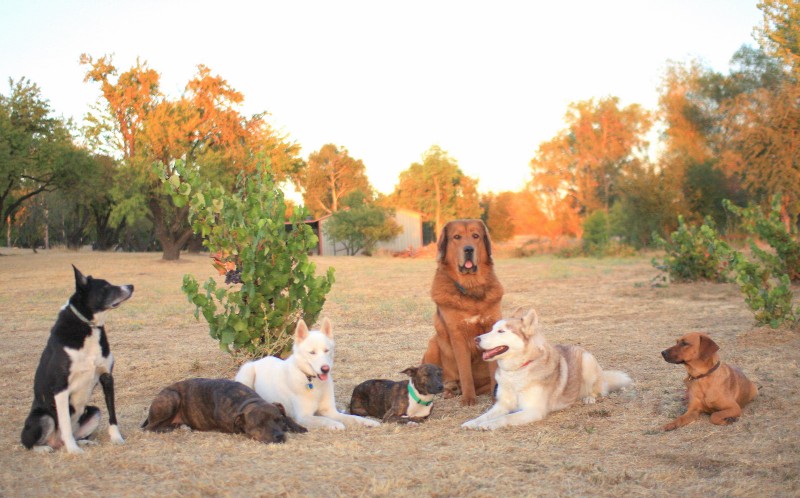 puppy training boot camp