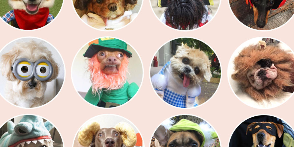 Funny Halloween Costumes for Your Dog